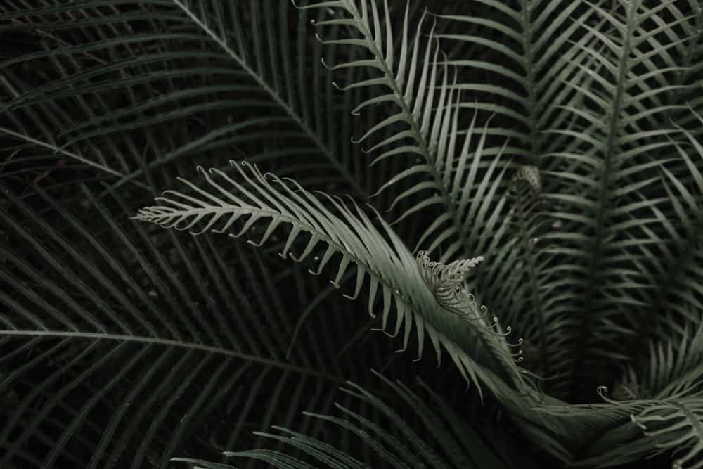 The CShop: Affordable Celebrity Endorsement For All Sized Businesses